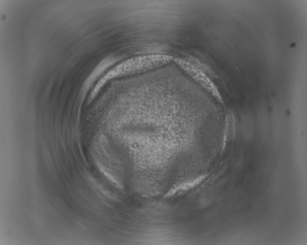 X0000077370195200611101713