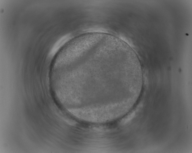 X0000077370199200611101713