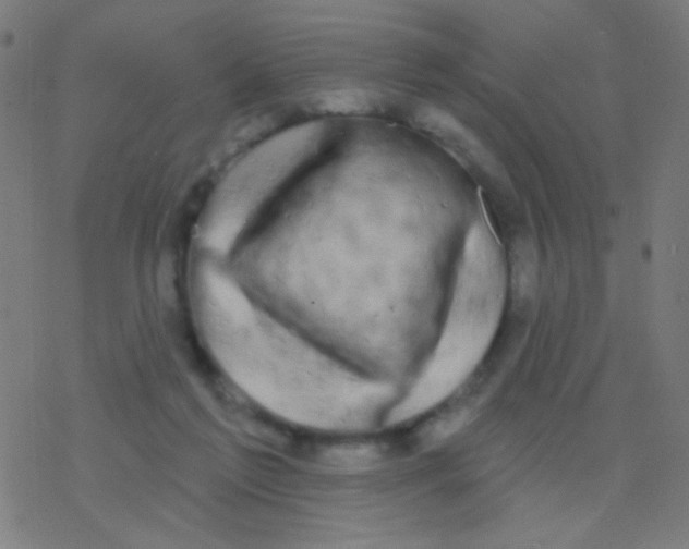 X0000077370213200611101712