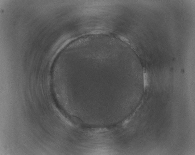 X0000077370243200611101711