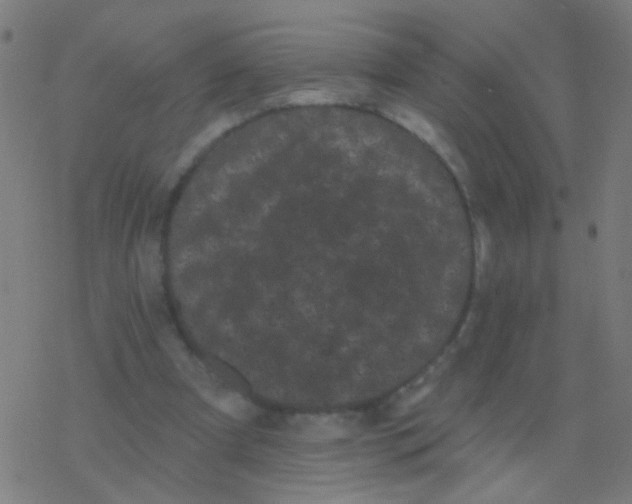 X0000077370297200611101711