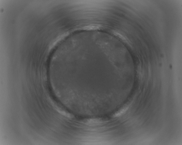 X0000077370303200611101711