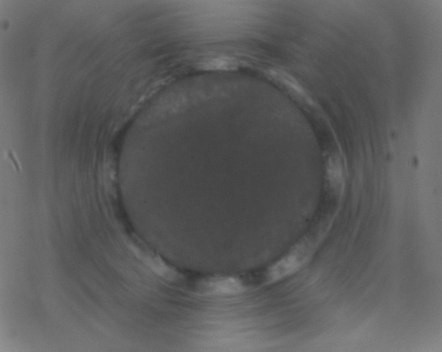 X0000077370322200611101710