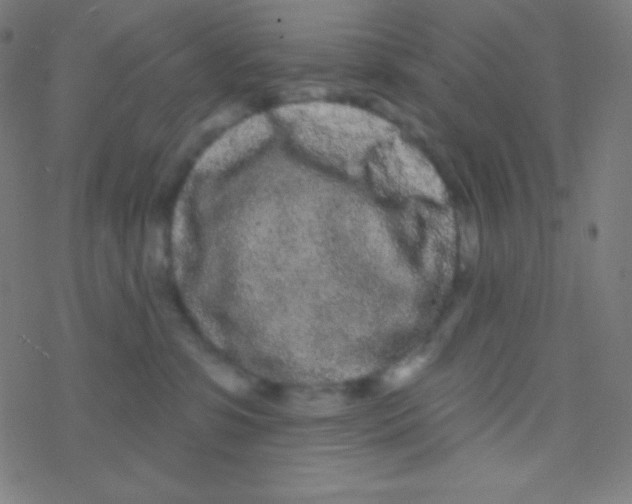 X0000077370331200611101710