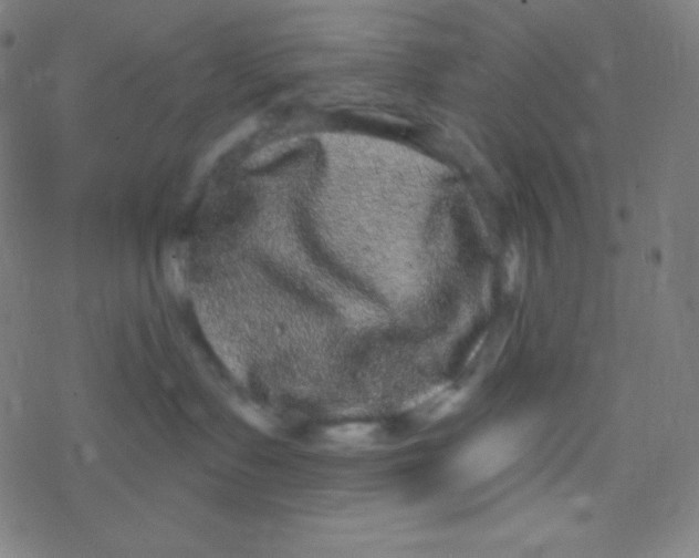 X0000077370335200611101710