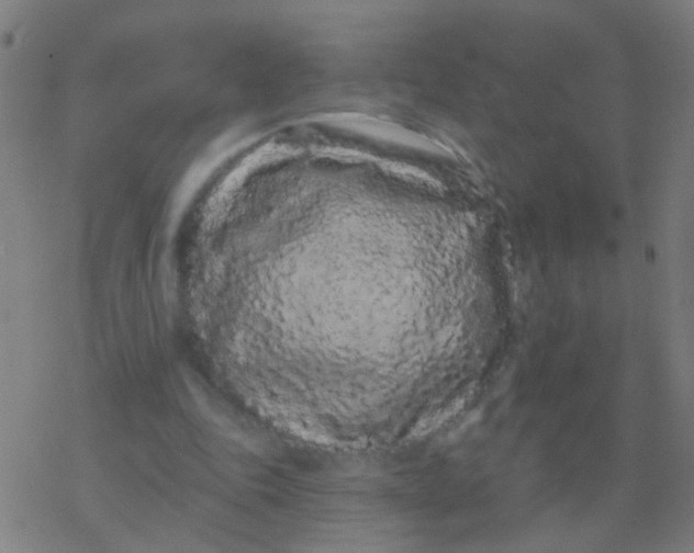 X0000077370343200611101710