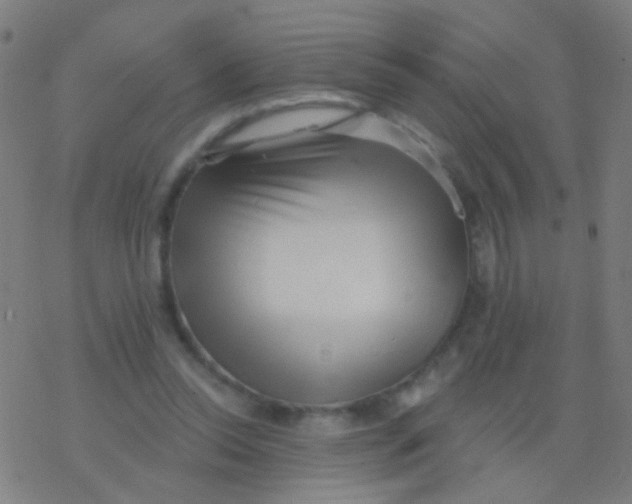 X0000077370350200611101710