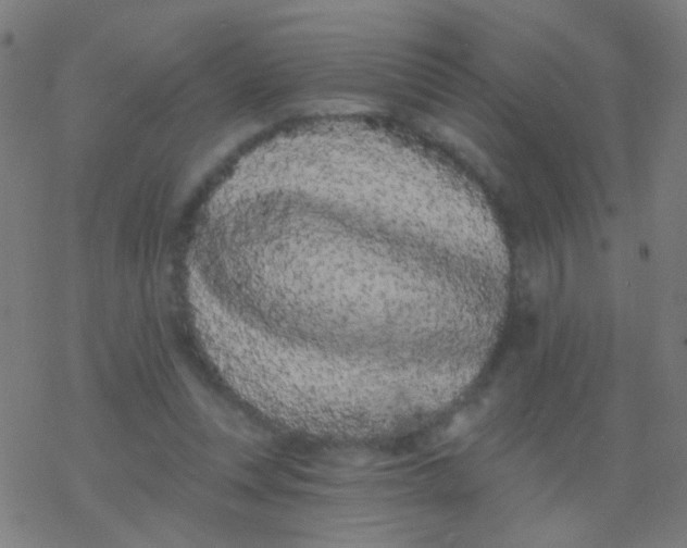 X0000077370351200611101710