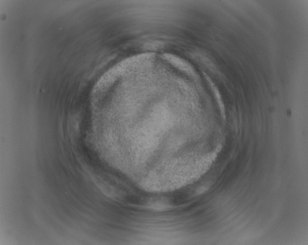 X0000077370363200611101710