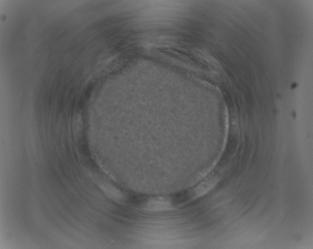 X0000077370369200611101710