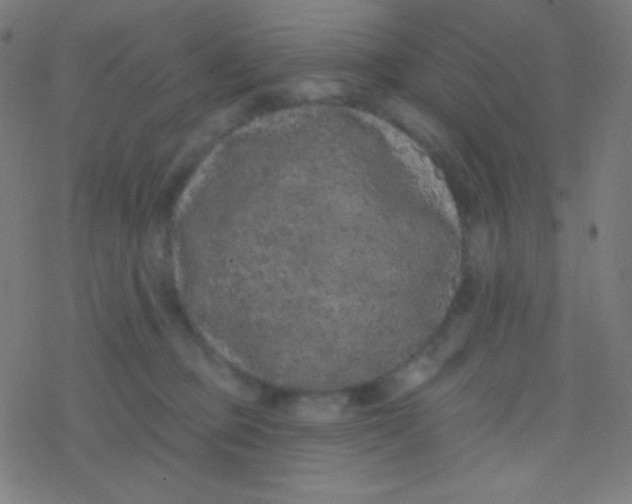 X0000077370373200611101710