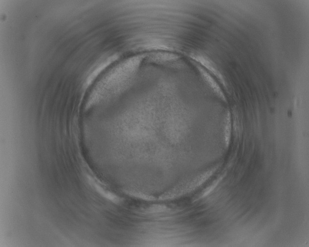 X0000077370390200611101709