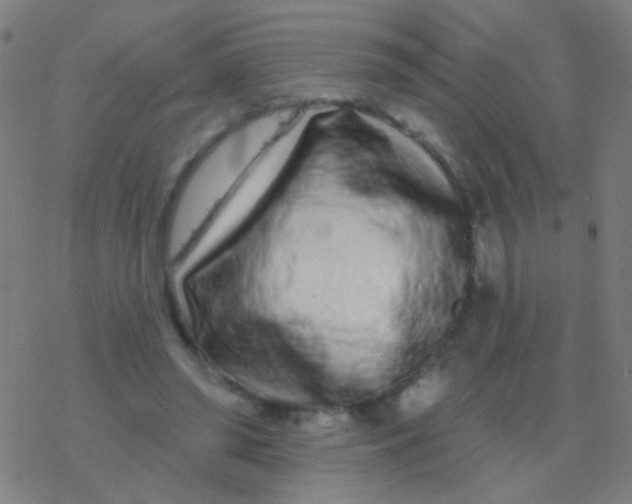 X0000077370398200611101709