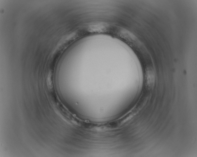 X0000077370408200611101709