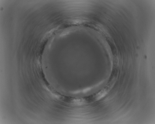 X0000077370415200611101709