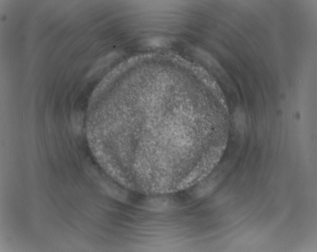 X0000077370423200611101709