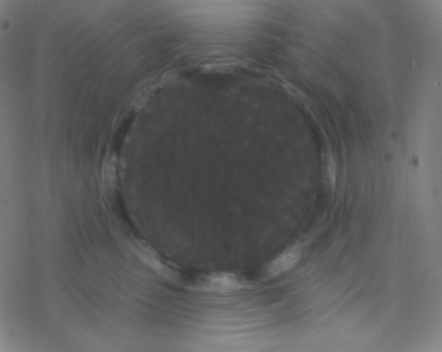 X0000077370475200611101709