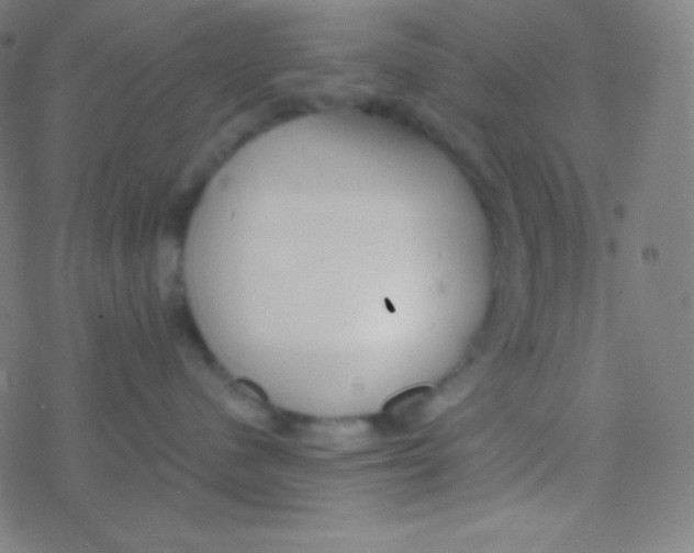 X0000077370480200611101709