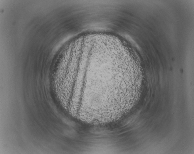 X0000077370487200611101708