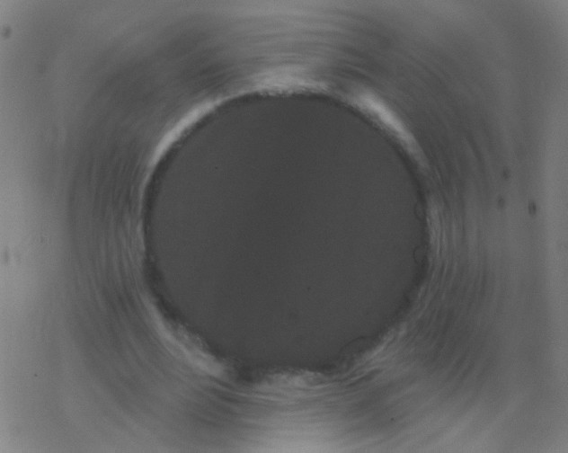 X0000077370488200611101708