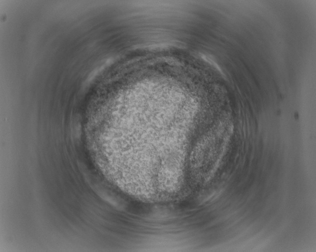 X0000077370495200611101708