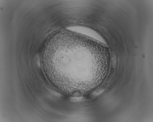 X0000077370511200611101707