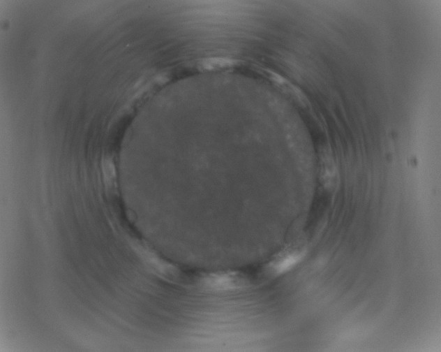 X0000077370523200611101707