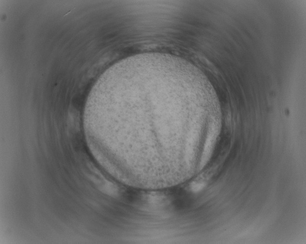 X0000077370565200611101707