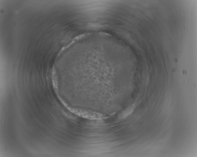 X0000077370576200611101707