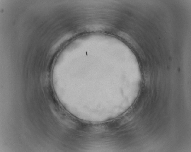 X0000077370583200611101706