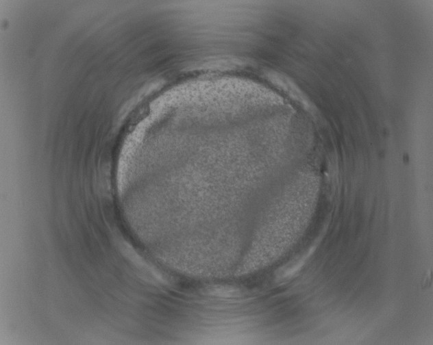 X0000077370585200611101706