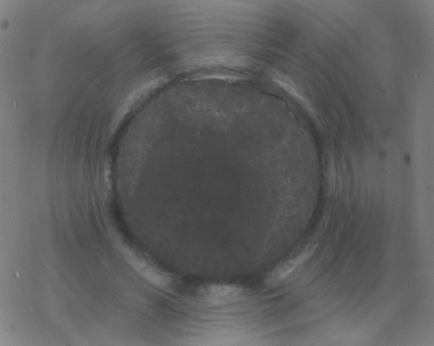 X0000077370590200611101706