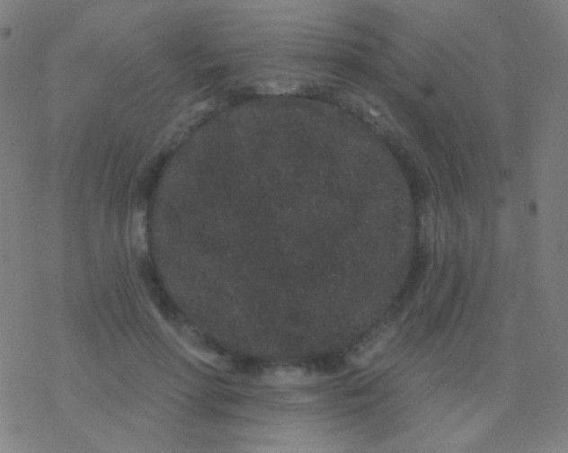 X0000077370598200611101706