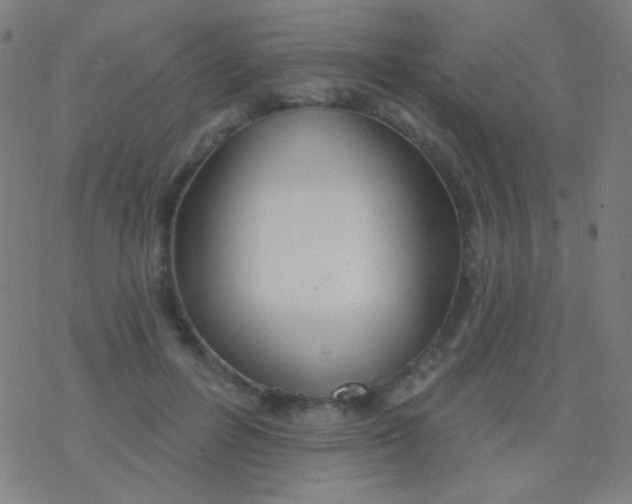 X0000077370600200611101706