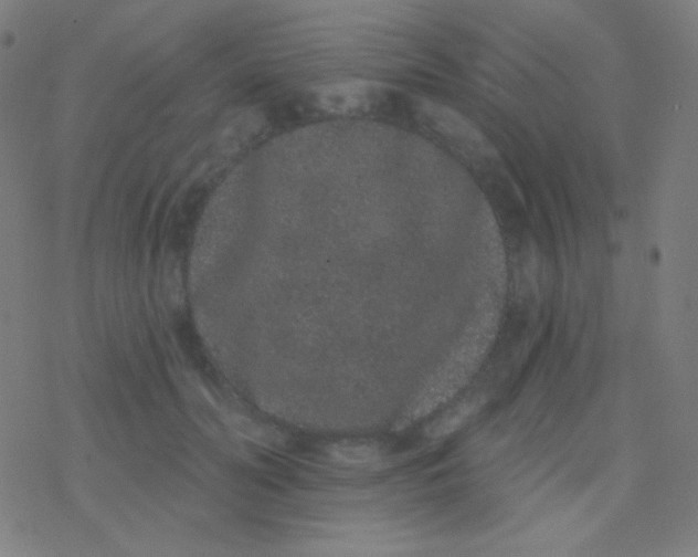 X0000077370606200611101706