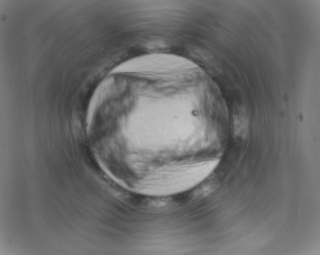 X0000077370618200611101706