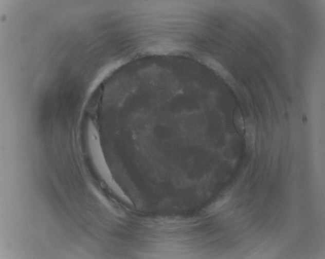 X0000077370626200611101705