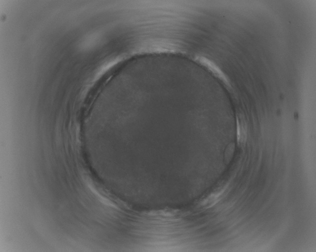 X0000077370627200611101705