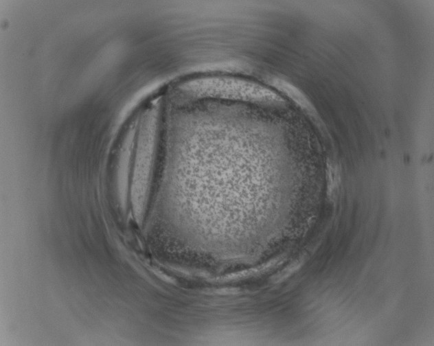 X0000077370628200611101705