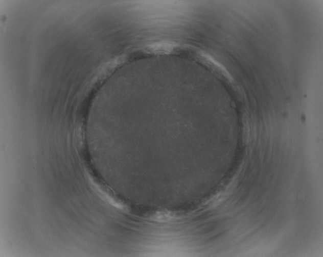 X0000077370641200611101705