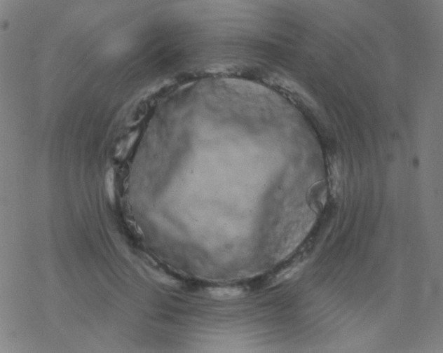 X0000077370644200611101705