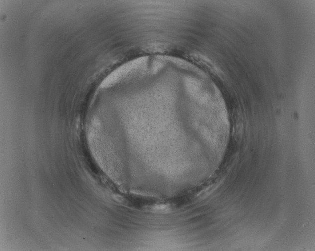 X0000077370647200611101705