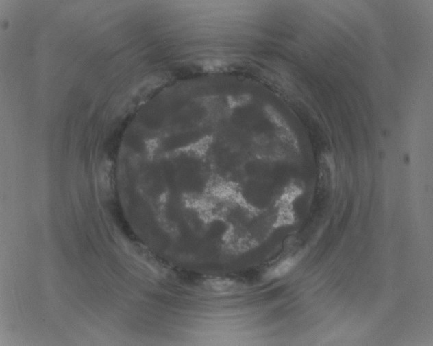 X0000077370650200611101705