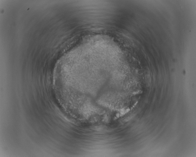 X0000077370654200611101705