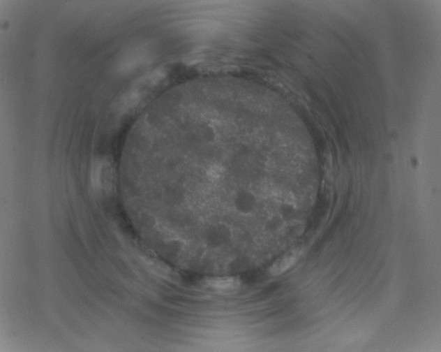 X0000077370659200611101705