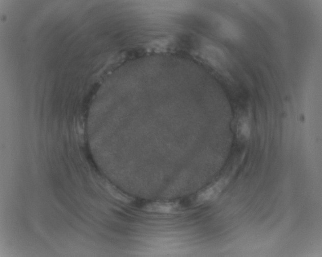 X0000077370661200611101705