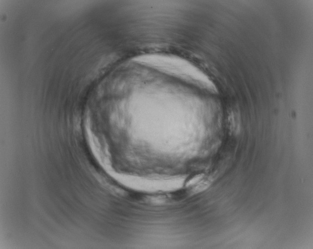 X0000077370662200611101705