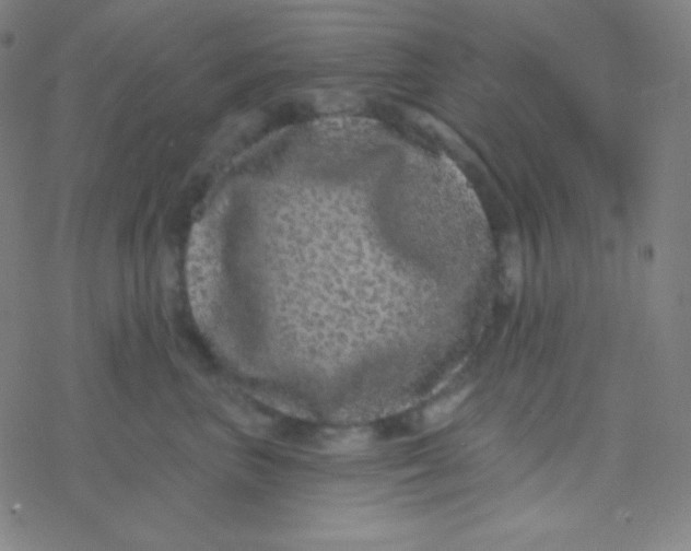 X0000077370667200611101705