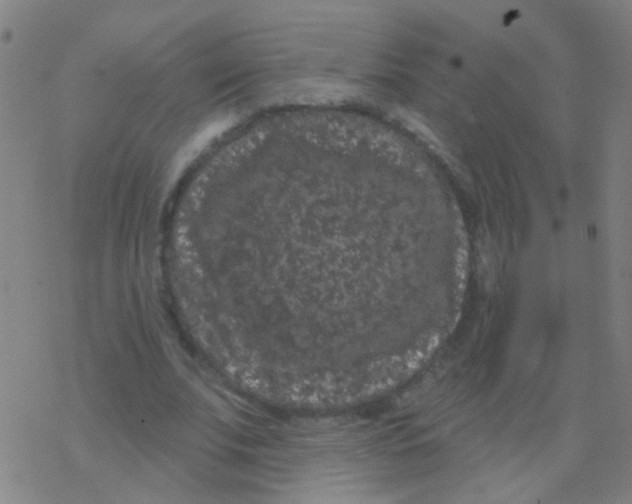 X0000077370679200611101705