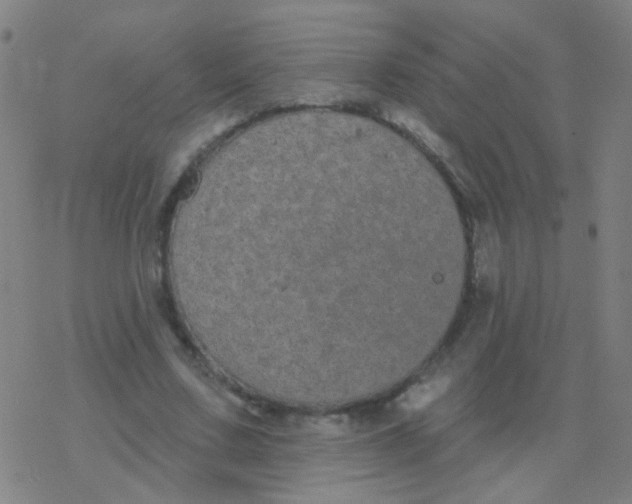 X0000077370683200611101705